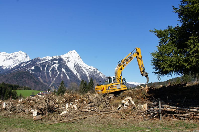 rodung_einer_waldfläche